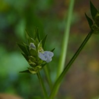 Rungia pectinata (L.) Nees